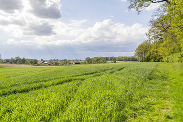 Wall Mural - rural springtime scenery