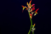 Elegant Lady Slipper Flowers In Morning Light Against Black Background