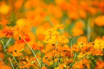 Wall Mural - Orange cosmos with blur background