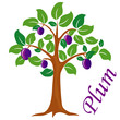 Plum tree vector illustration. Plum fruit.