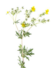 Hoary Cinquefoil (Potentilla Argentea) Isolated On White Background. Medicinal Plant
