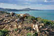 Herd of goats and coast of the Mediterranean sea seen from the heights with the Cap Bear in background, Pyrenees Orientales, Vermilion coast, Roussillon, south of France