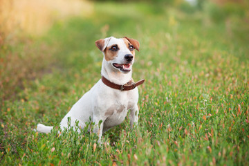 Wall Mural - Happy dog outdoors