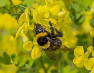 Honeybee collects pollen from yellow flower