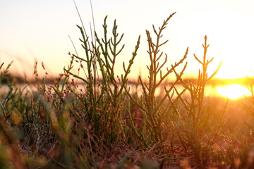 Poster - Summer field with wild flowers