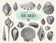 retro summer, beach and ocean vector design elements: large collection of hand drawn vintage sea shells and snails