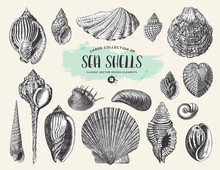 Retro Summer, Beach And Ocean Vector Design Elements: Large Collection Of Hand Drawn Vintage Sea Shells And Snails