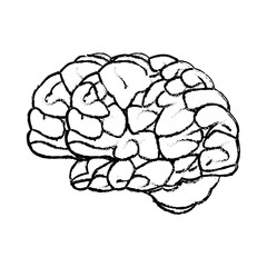 Poster - sketch brain human organ mind icon vector illustration