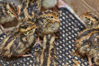 Two-day baby birds of the Japanese quail