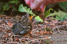 Young Baby Bird Being Fed