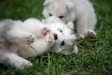 Fototapeta Koty - siberian husky puppies playing on green grass