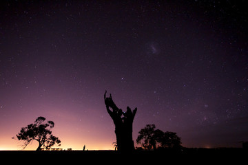 Wall Mural - dead tree at night landscape