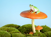 Tree Frog On Mushroom