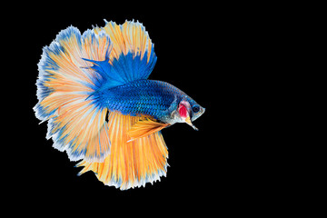 Wall Mural - Siamese fighting fish