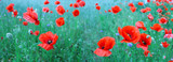 Fototapeta  - Flowering red poppies in the green wheat field. 