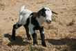 Ritratto di un cucciolo appena nato di capra tibetana