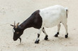 Domestic goat (Capra aegagrus hircus).