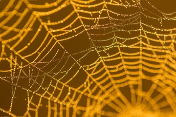Wall Mural - Wet spider web macro
