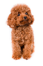 Mini Toy Poodle With Golden Brown Fur On A White Background