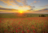 Fototapeta Kwiaty - sunset over a poppy meadow