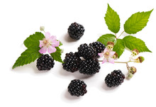 Organic Blackberry And Blossom