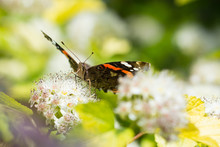 Vanessa Atalanta Butterfly Feasting On A Flower Of Spirea Japonica