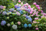 Hydrangea is pink, blue, lilac, violet, purple flowers are blooming in spring and summer at sunset in town garden.