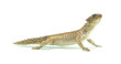 wild zonure lizard isolated on white background