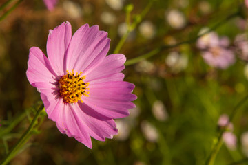 Wall Mural - cosmos