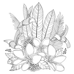 Vector flying Hummingbird or Colibri, Plumeria flowers and palm leaf in contour style isolated on white background. Outline tropical bird and ornate exotic flower for summer design and coloring book.