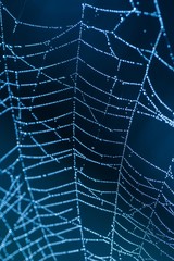 Wall Mural - Wet spider web macro