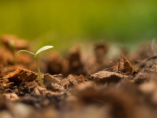 Melon bud on ground that plenty of coconut coir and morning light