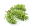 Young sprig of spruce isolated