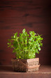 fresh mint Peppermint herb in a pot
