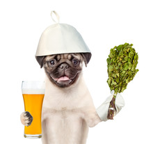 Dog In The Hat For A Bath Holding A Beer And Birch Broom. Isolated On White Background