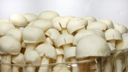 White shimeji mushrooms