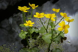 Fototapeta Kwiaty - Wiosenne kwiaty