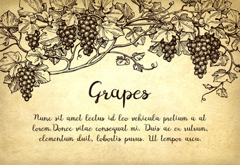 Canvas Print - vector illustration of grapes