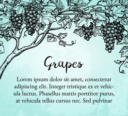 Canvas Print - vector illustration of grapes
