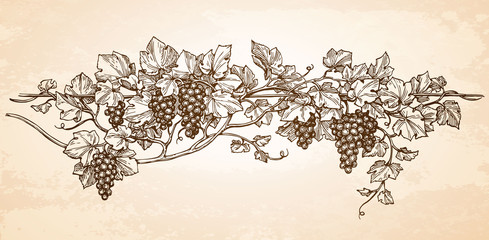 Canvas Print - hand drawn vector illustration of grapes.