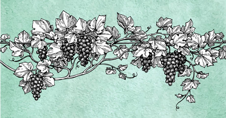 Canvas Print - hand drawn vector illustration of grapes.