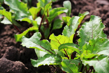 Young green beetroot plans on a path in the vegetable garden