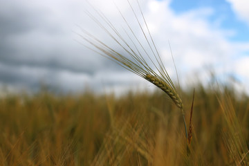 cereal rye field