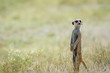 © simoneemanphoto - Meerkat on the look out in the Kalagadi.