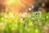 Fototapeta Dmuchawce - Beautiful morning light in the meadow with a bokeh in a foreground.