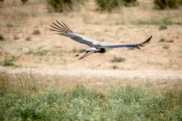  Secretary bird flying away in Kalagadi.