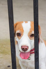 Spotted Beagle Dog Looking Through Gate Bars. Sad Dog Waiting For Owners Return