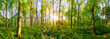 Wald im Frühling mit grünen Bäumen und strahlender Sonne