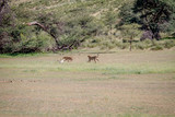 Fototapeta Sawanna - Two Cheetahs catching a Springbok.