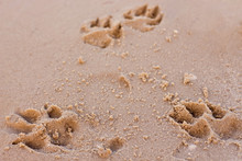 Dog Prints On Sand Perspective Close Up View